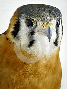 Bird of Prey - American Kestrel