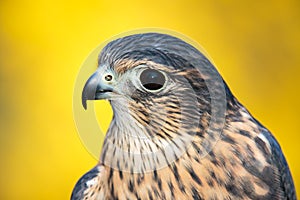 Bird of prey - American Kestrel