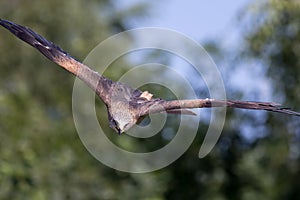 Bird of prey attacking. Animal hunting. Red kite in high speed s