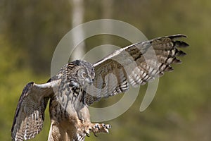 Bird of prey attacking prey. European Eagle Owl hunting.