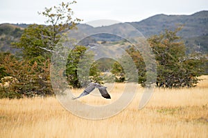 A bird of prey in the autumn vegetation of the Torres del Paine mountains, Torres del Paine National Park, Chile