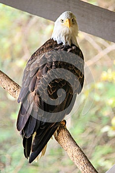 Bird of prey - Bald Eagle