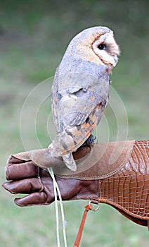 bird of prey Barn Owl on falconer s leather glove during trainin