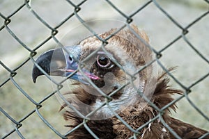 The bird of prey, black vulture, monk vulture, or Eurasian black vulture, sits in the aviary