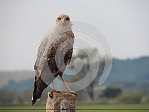 Bird of prey Brazilian photo