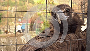 A bird of prey in a cage. Sad mistreated animals caged in a zoo cruelty distress