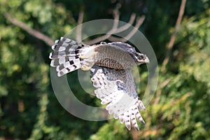 Bird of prey caught in flight flying to find prey