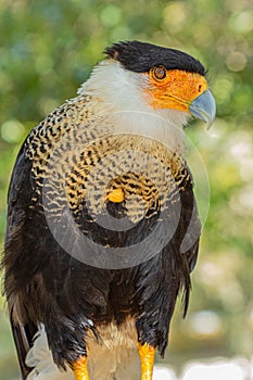 Bird of Prey Close-up: Caracara in Florida #7