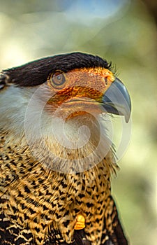 Bird of Prey Close-up: Caracara in Florida #8