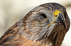 Bird of Prey Close-up: Hawk in Florida