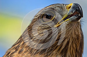 Bird of Prey Close-up: Hawk in Florida #3