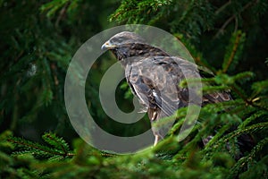 Bird of prey Common Buzzard, Buteo buteo, sitting on coniferous spruce tree branch. Bird hidden in the tree in dark forest.