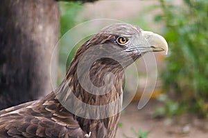 bird of prey eagle close-up