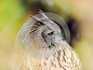 Bird of prey Eurasian Scops-owl lokking trough the woods