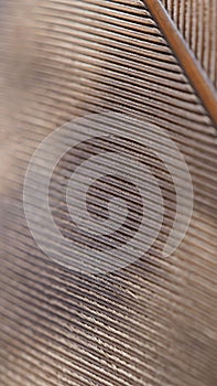 Bird of prey feather. Light brown mobile phone wallpaper. Natural narrow background or backdrop with a rhythmic pattern. Feather