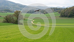 A bird of prey flies over the fields