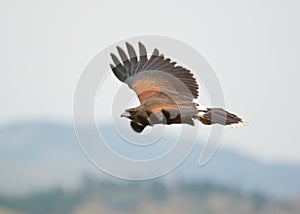 Bird of prey in flight