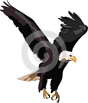 Bird of prey in flight eagle-