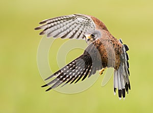 Bird of prey in flight