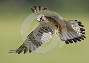 Bird of prey in flight