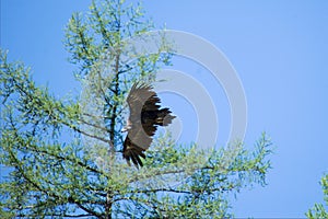 Bird of prey in flight for stalking prey