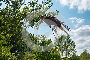 Bird of prey flying. CabÃ¡rceno, Cantabria, Spain. photo