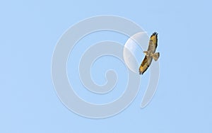 Bird of prey flying to the moon photo