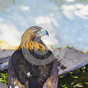 Bird of prey. Golden eagle with attentive watchful eye