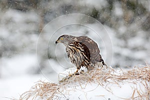 Bird of prey Goshawk