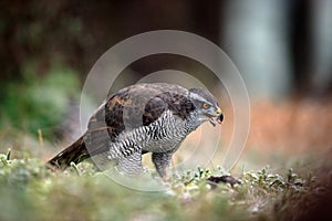Bird of Prey Goshawk, Accipiter gentilis, feeding kill dark squirrel in the forest