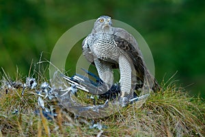 Bird of prey Goshawk kill Eurasian Magpie on the grass in green forest