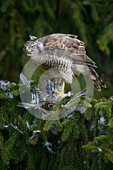 Bird of prey Goshawk kill European Jay on the green spurce tree