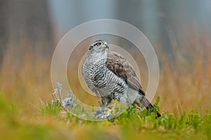 Bird of prey Goshawk with killed Eurasian Magpie on the grass in green forest. Wildlife scene from the forest. Animal behavior in