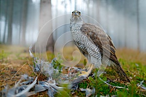 Bird of prey Goshawk with killed Eurasian Magpie on the grass in green forest. Wildlife scene from the forest. Animal behavior in