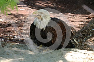 A bird of prey, a harpy in the Arizona National Park