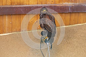 Bird of prey Harris\'s buzzard - Parabuteo unicinctus led by a falconer
