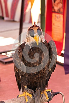 Bird of prey, with a hood on an exhibition