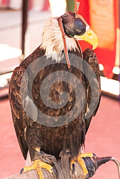 Bird of prey, with a hood on an exhibition