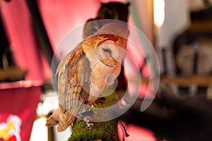 Bird of prey, with a hood on an exhibition