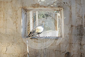 Bird of prey kept in Tozeur Zoo