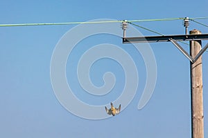 Bird of prey Kestrel Falco tinnunculus diving towards the ground from a telegraph pole