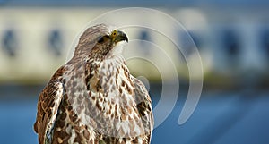 Bird of Prey - Kestrel