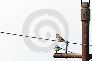 Bird of prey kestrel on a pole