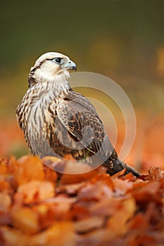 Bird of prey Lanner Falcon with with orange leaves branch in autumn forest