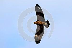 Bird of prey Lesser spotted eagle (Aquila pomarina)