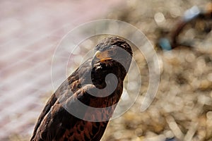 Bird of prey looking backwards