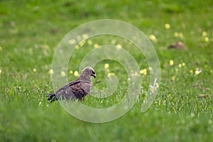 Bird of prey in a meadow.. Lesser spotted eagle, Clanga pomarina