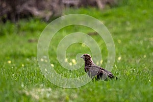 Bird of prey in a meadow.. Lesser spotted eagle, Clanga pomarina
