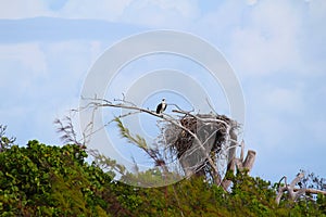 A bird of prey in the nest in a Caribbean island, Bahamas