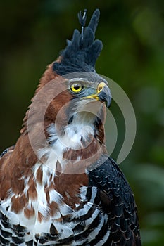 Bird of Prey (Ornate hawk eagle)